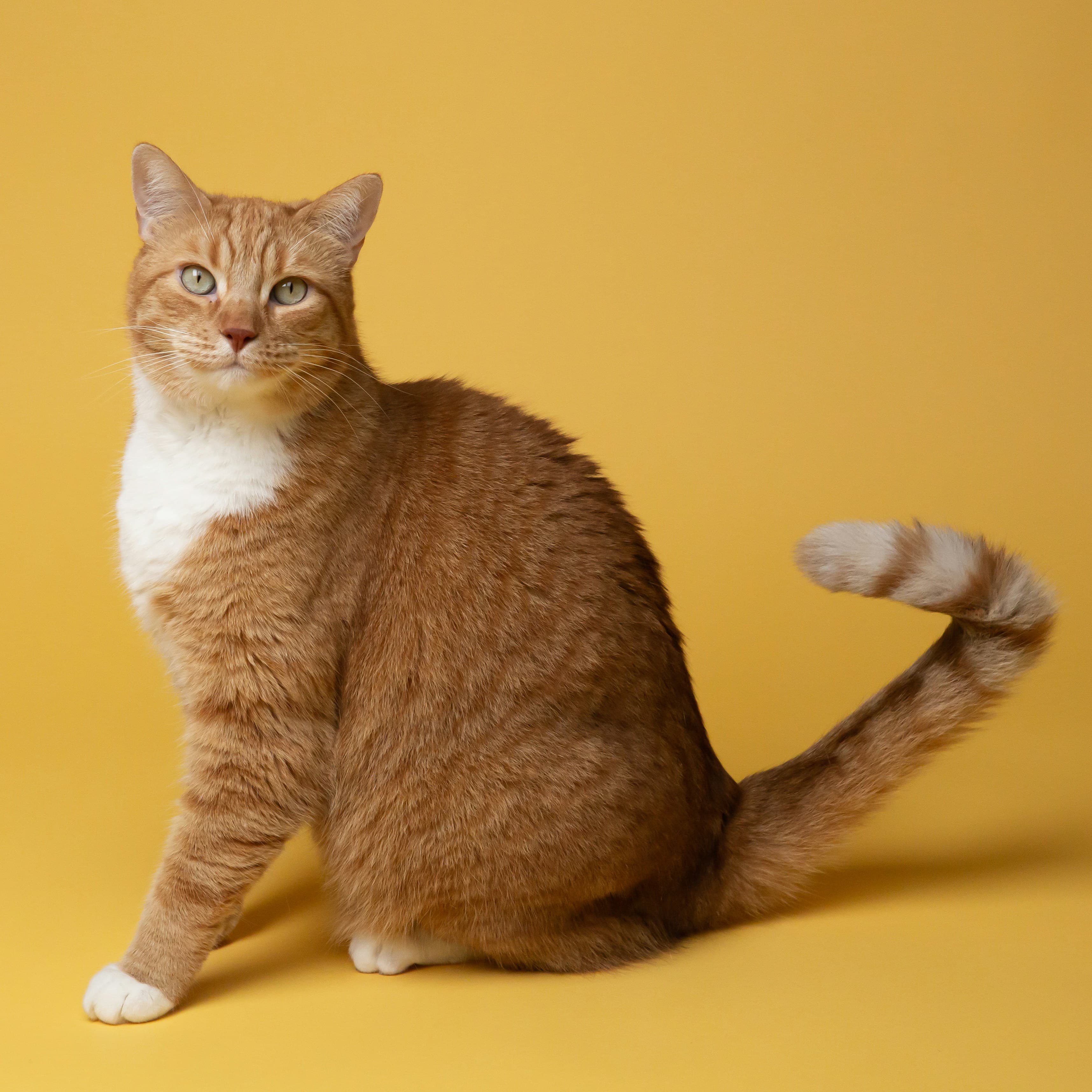 A ginger cat with a serene expression